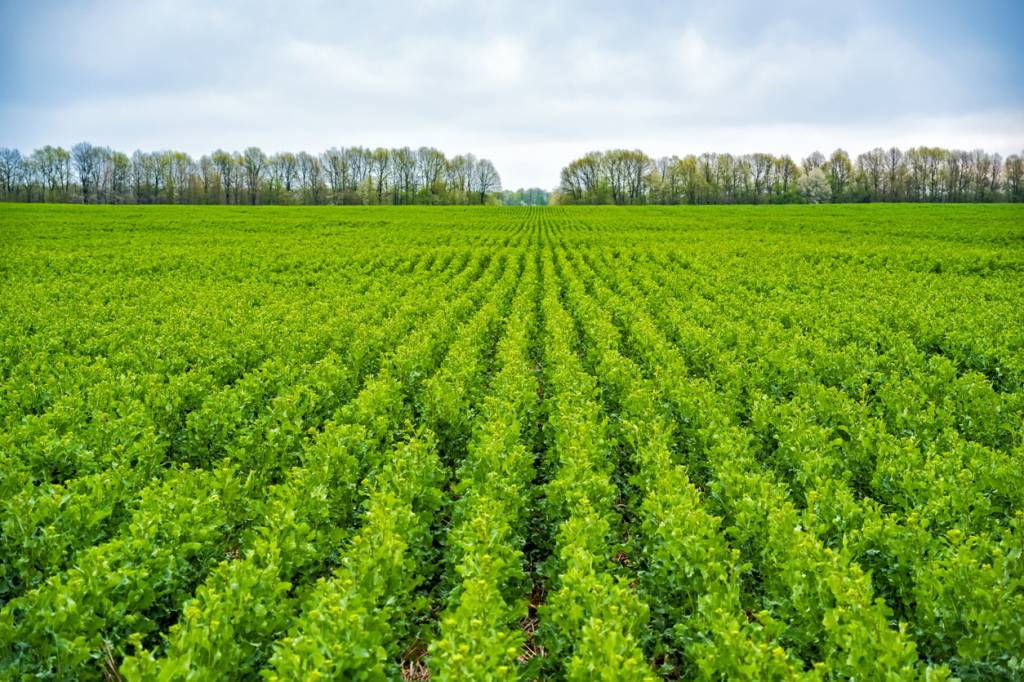 strip till agriculture