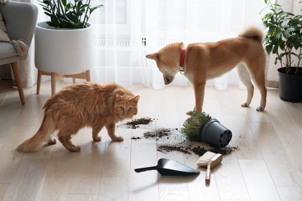 Dommage causé par les animaux domestiques