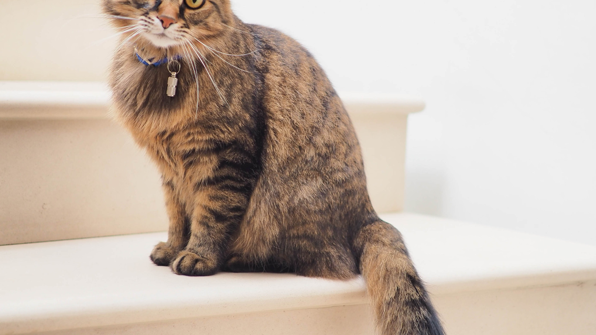 Chat stérilisé : comment choisir la nourriture adaptée