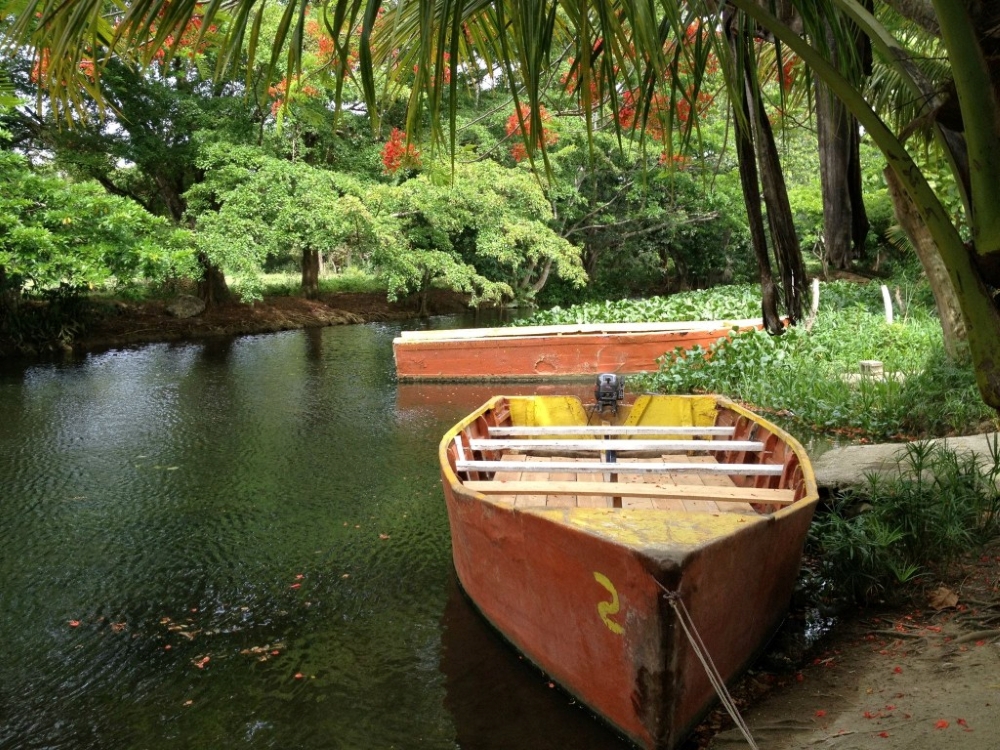 forêt tropicale