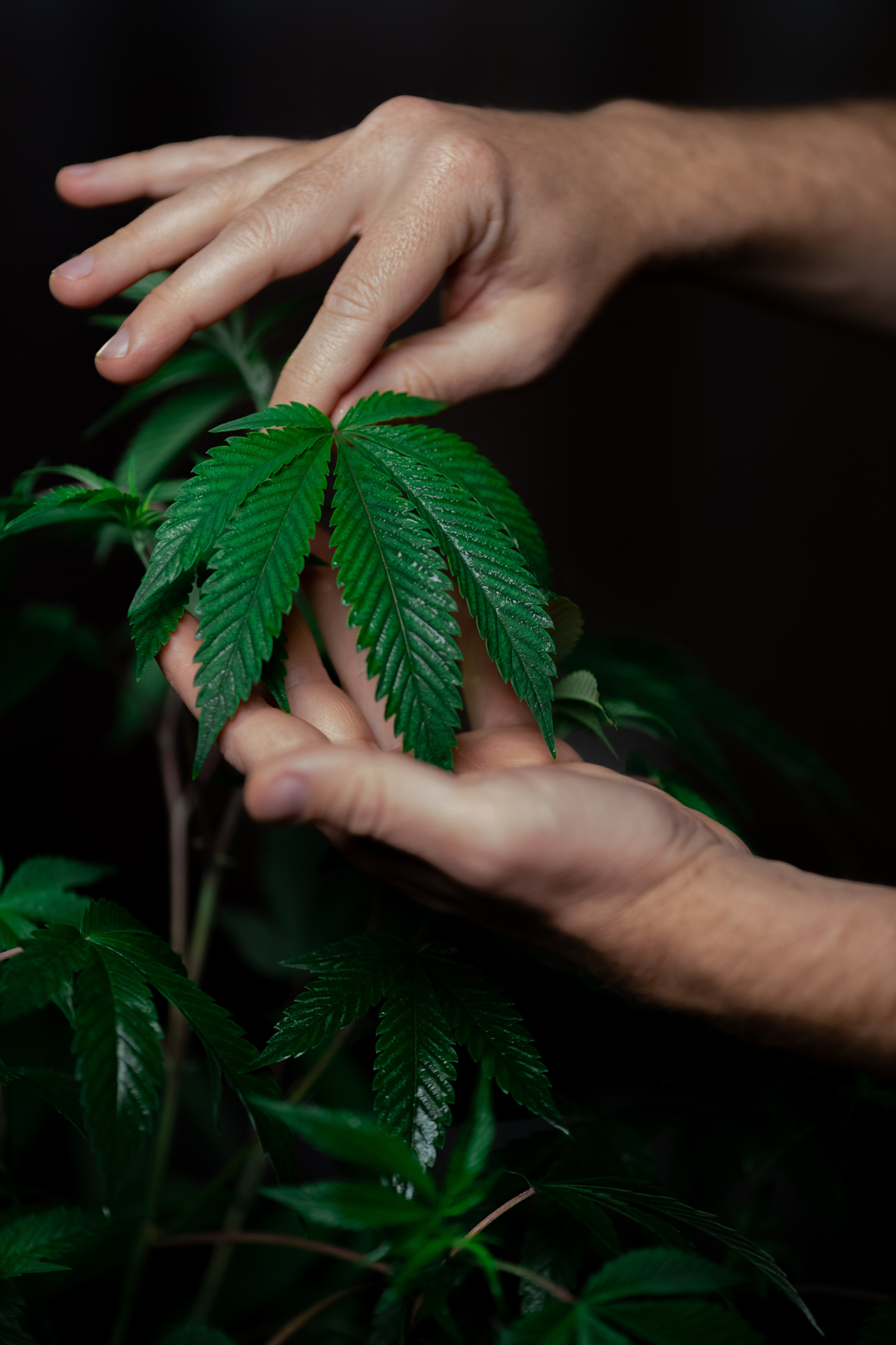 résine CBD bio