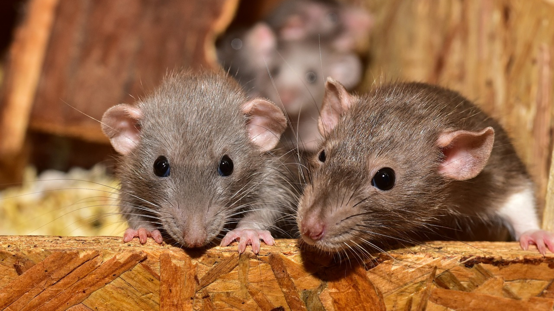 Se débarrasser des rats en ville
