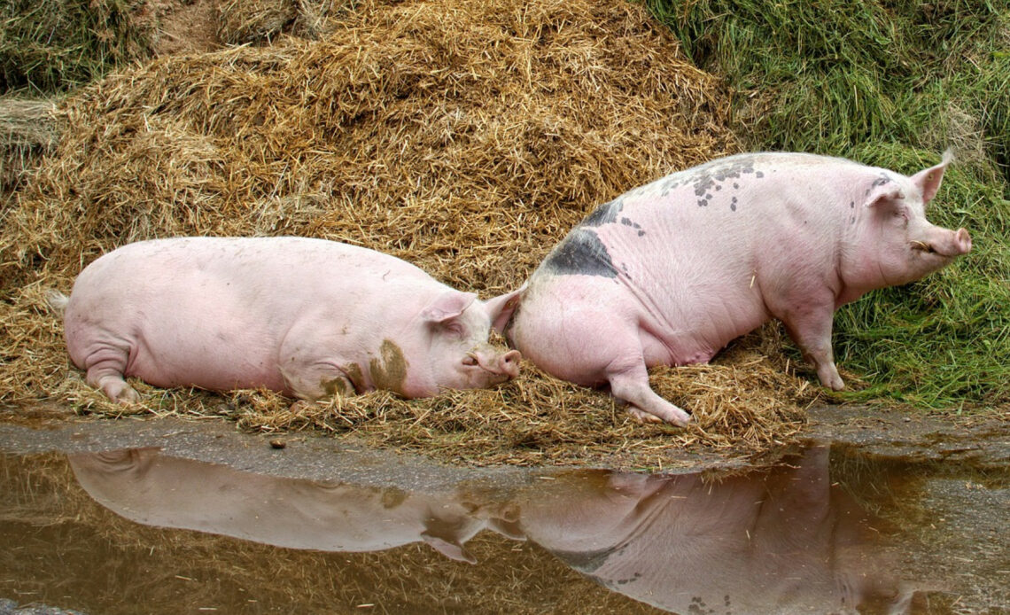 Un élevage porcin exige de respecter certains critères pour le bien-être des animaux