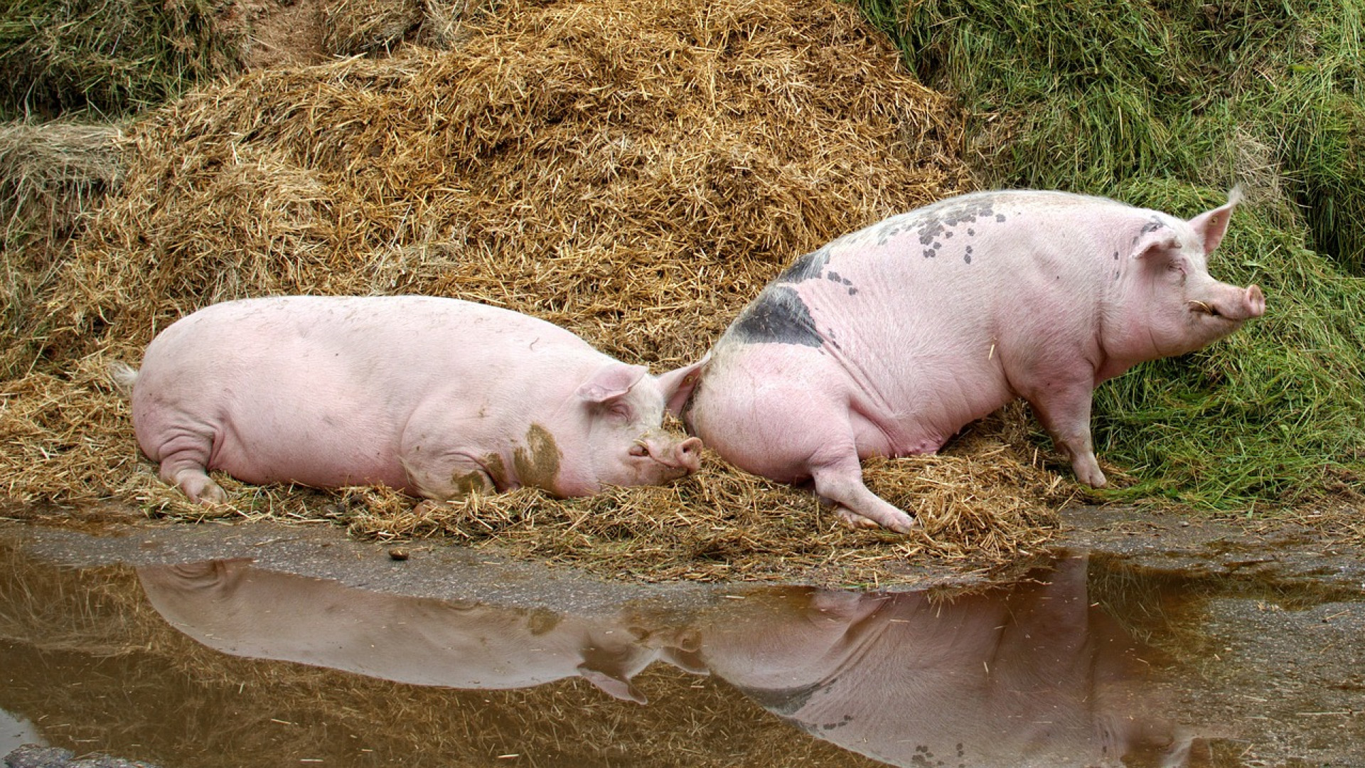 Un élevage porcin exige de respecter certains critères pour le bien-être des animaux