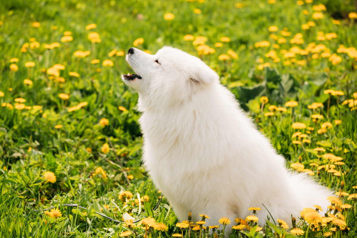 vie chien